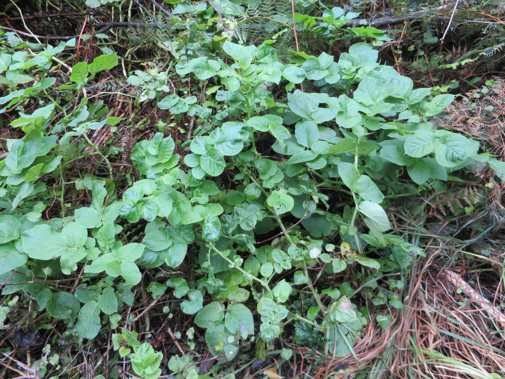 Solanum tuberosum, Rakaia Gorge walkway