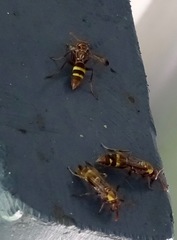 Polistes badius