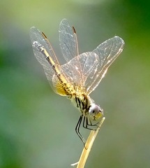 Trithemis arteriosa