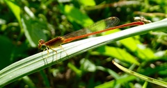 Ceriagrion