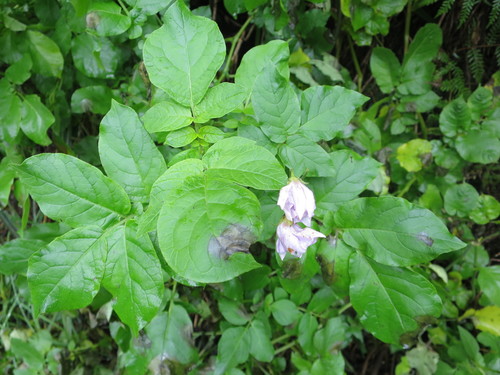 Solanum tuberosum