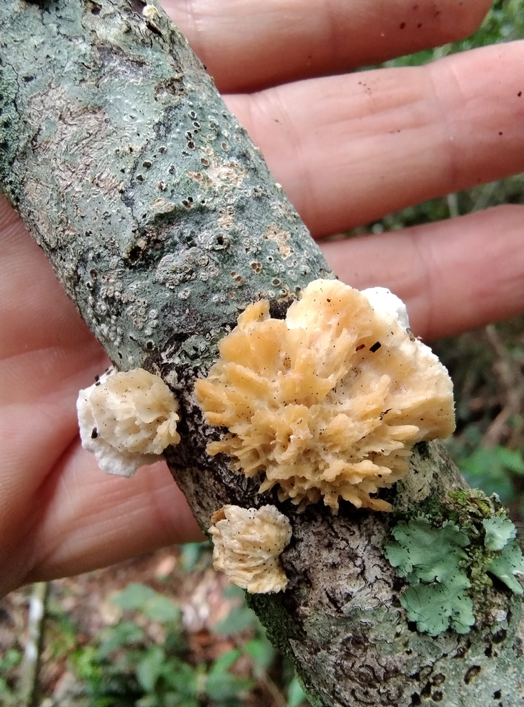Echinoporia aculeifera · December 2023 · photo: © lelacappelli (iNaturalist, cc0)