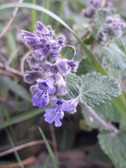Nepeta racemosa racemosa