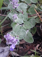 Nepeta racemosa racemosa