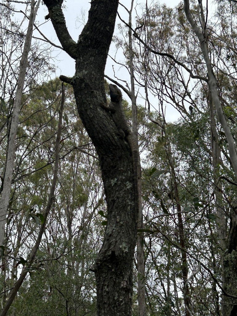Eastern Bearded Dragon from Cartwright Rd, Buccan, QLD, AU on December