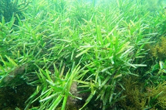 Amphibolis griffithii