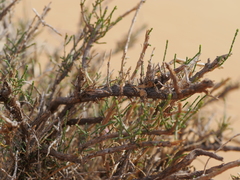 Haloxylon salicornicum
