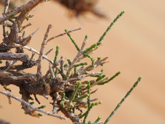 Haloxylon salicornicum