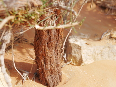 Haloxylon salicornicum