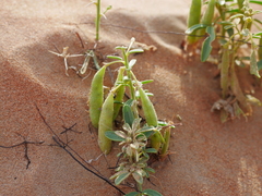 Cleome amblyocarpa