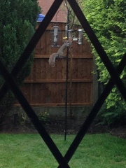 Sciurus carolinensis