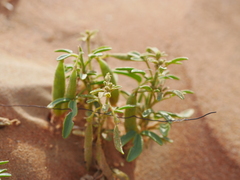 Cleome amblyocarpa