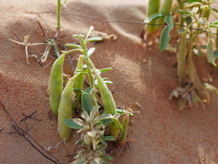 Cleome amblyocarpa
