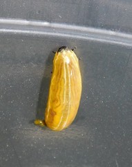 Calotheca