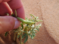Cleome amblyocarpa