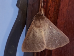 Phyllalia patens