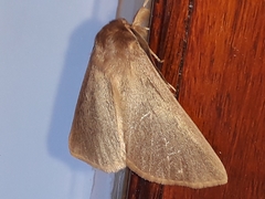 Phyllalia patens