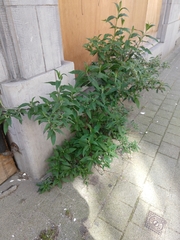 Buddleja davidii