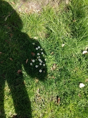 Bellis perennis