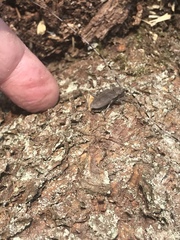 Acanthocinus aedilis