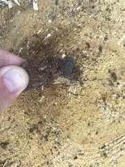 Acanthocinus aedilis