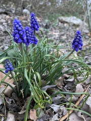 Muscari botryoides