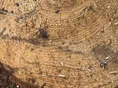 Acanthocinus aedilis