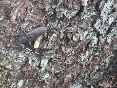 Acanthocinus aedilis