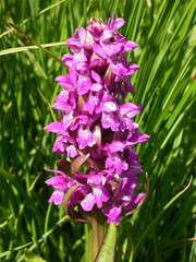 Dactylorhiza incarnata cruenta