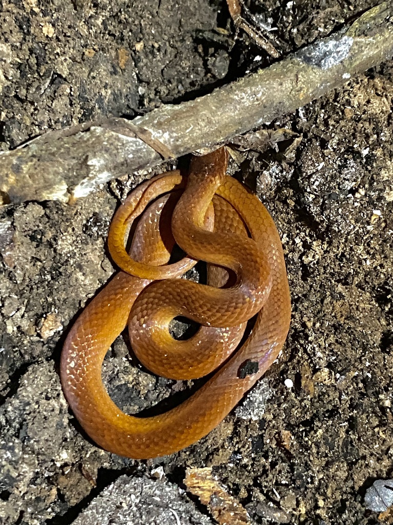 Pine Woods Littersnake from Cypress Cove Rd, Lutz, FL, US on December ...