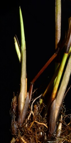 green-sheathed sedge (Carex feta)