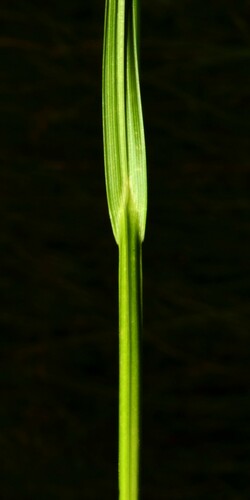 Image of Carex feta by (c) Gabriel Campbell-Martinez, some rights reserved (CC BY)