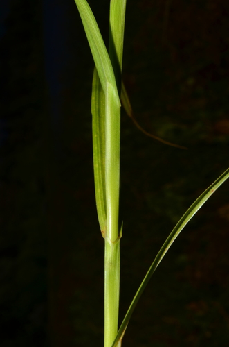 Image of Carex feta by (c) Gabriel Campbell-Martinez, some rights reserved (CC BY)