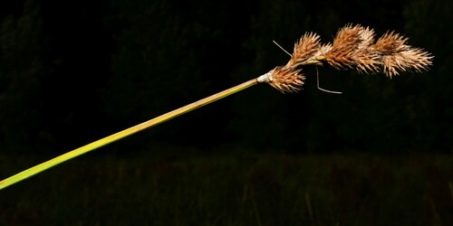 Image of Carex feta by (c) Gabriel Campbell-Martinez, some rights reserved (CC BY)