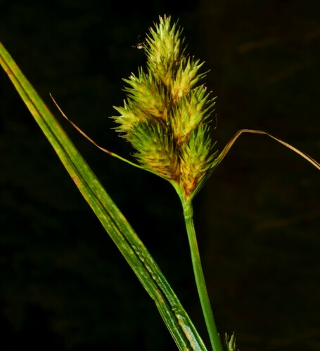 Carex feta, photograph 1