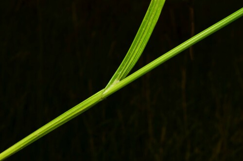 Carex feta, photograph 2