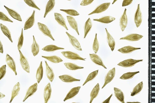 Carex feta, photograph 5