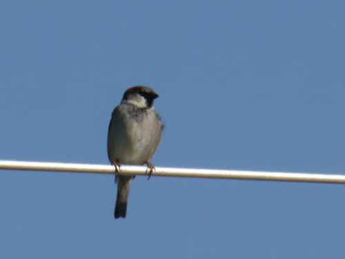 House Sparrow photographed in Delaware