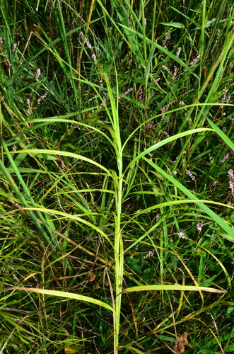 Carex feta, photograph 6
