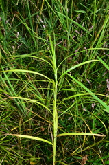 Carex feta, photograph (c) Gabriel Campbell-Martinez, some rights reserved (CC BY)