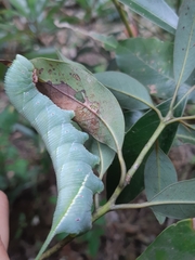 Marumba cristata bukaiana