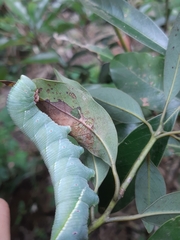 Marumba cristata bukaiana
