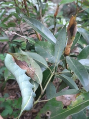 Marumba cristata bukaiana