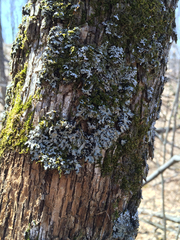 Phaeophyscia hispidula