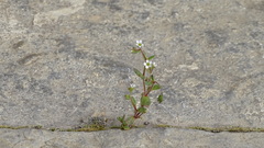Saxifraga tridactylites