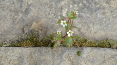Saxifraga tridactylites
