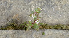 Saxifraga tridactylites