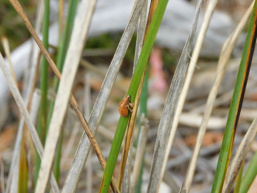 Gorgulho do eucalipto (Gonipterus scutellatus)