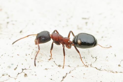 西伯利亚臭蚁Dolichoderus sibiricus
