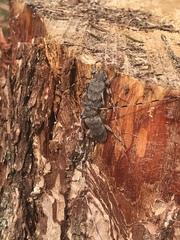 Acanthocinus aedilis